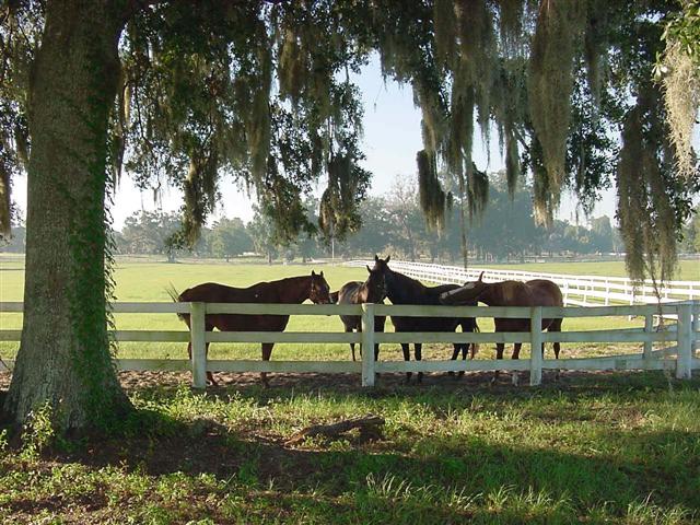 Horses standing next to a white fence