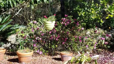 garden scene with clay pots in front of azaleas