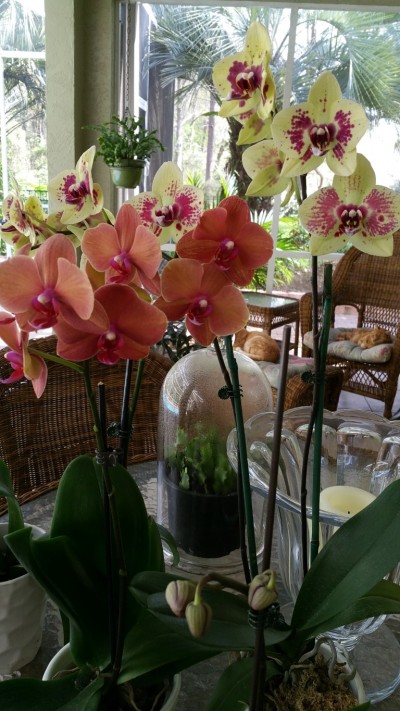 several yellow and orange color Orchids on a glass table