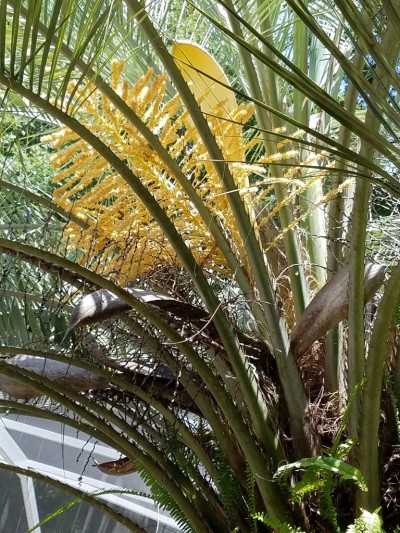 Huge yellow flower from center of Date Palm 