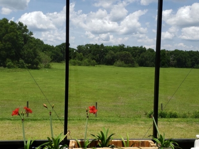 View of pasture land from your Lanai