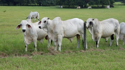 Brahman cattle standing by a wire fence