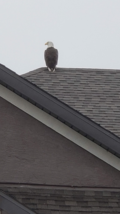 Bald Eagle sitting on a roof in Fairfield neighborhood