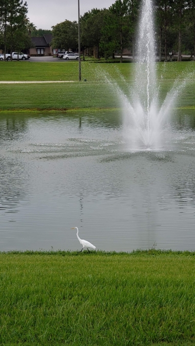 Egret by a pond with a fountain