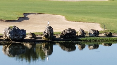 Egret sitting on a rock with a golf course sand trap in the background