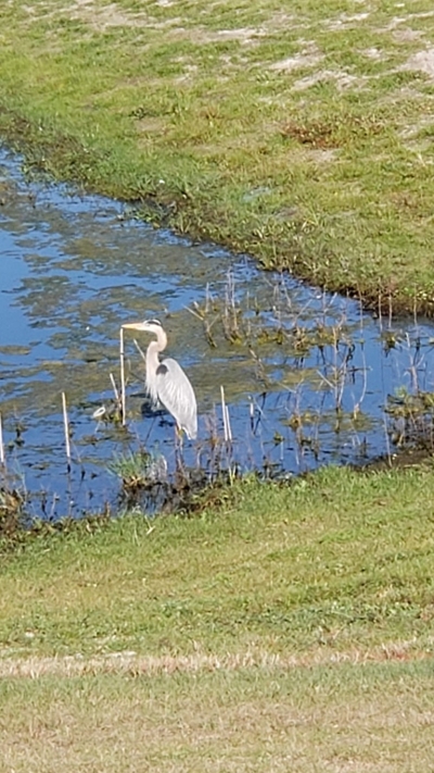 Heron on the edge of a pond 